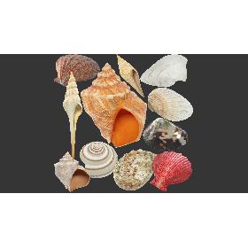 Seashells Collection V3 3D model